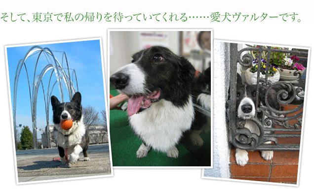 そして、東京で私の帰りを待っていてくれる……愛犬ヴァルターです。